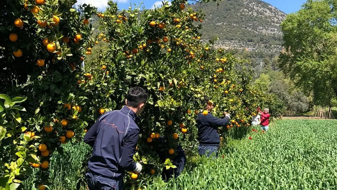 İhtiyaç Sahiplerine Portakal Ulaştırdılar