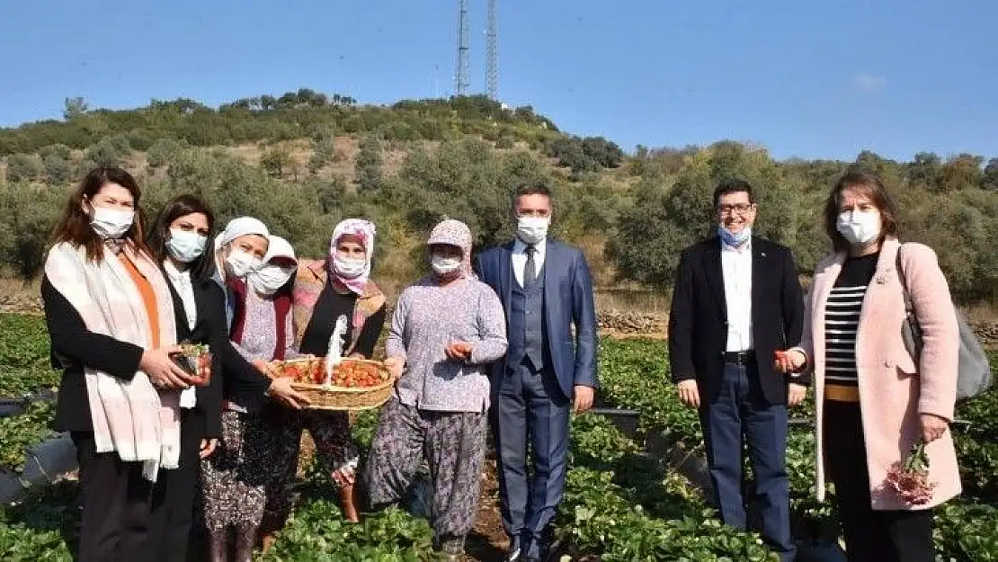 İki Yılda 18 Dekardan 356 Dekar Çilek Bahçesine