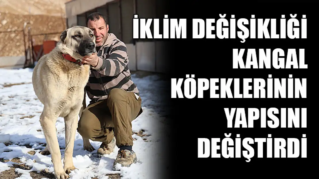 İklim değişikliği kangal köpeklerinin yapısını değiştirdi