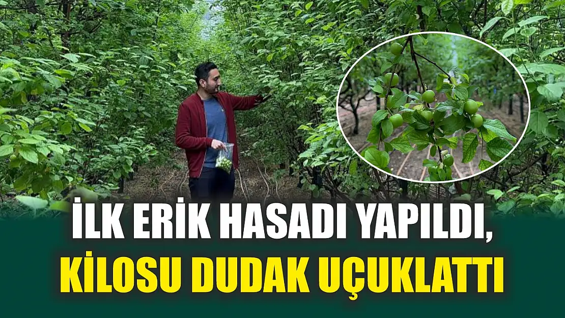 İlk erik hasadı yapıldı, kilosu dudak uçuklattı