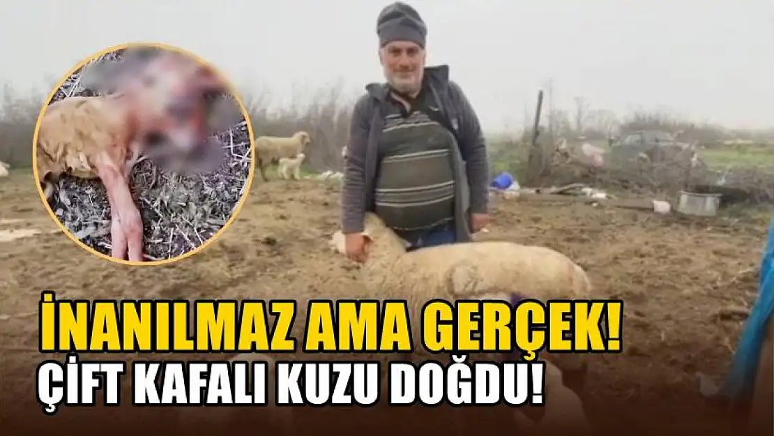 İnanılmaz ama gerçek! Çift kafalı kuzu doğdu!