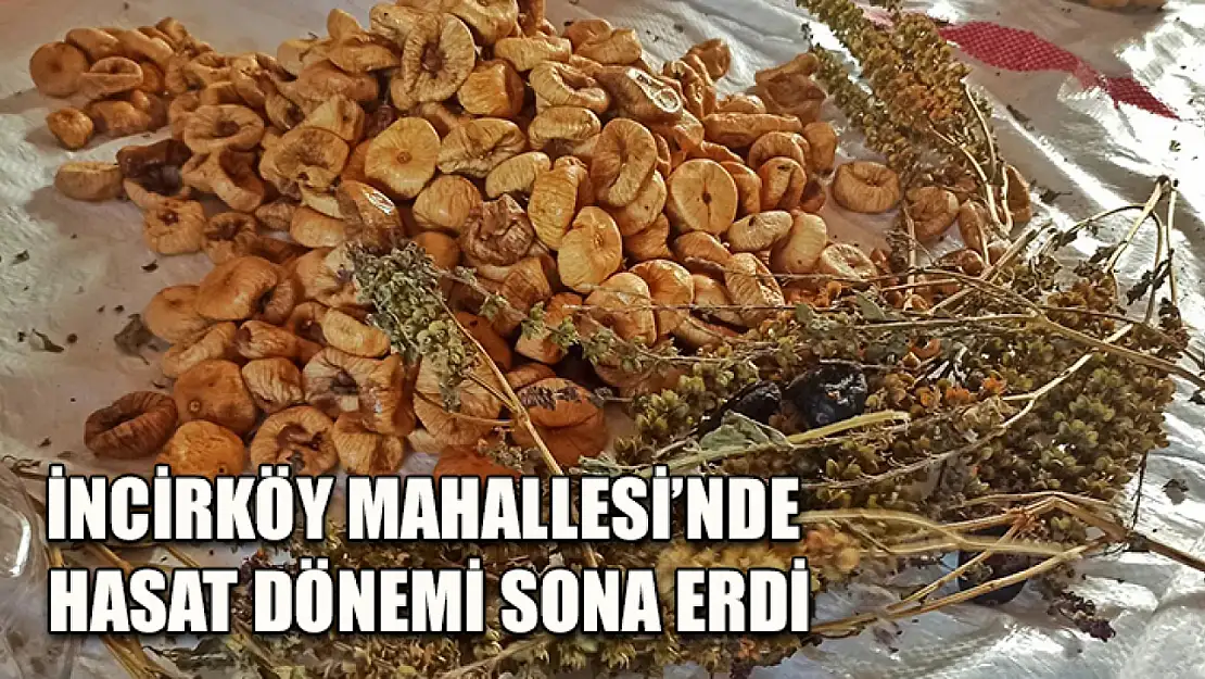 İncirköy Mahallesi'nde hasat dönemi sona erdi