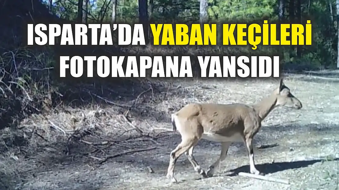 Isparta'da yaban keçileri fotokapana yansıdı