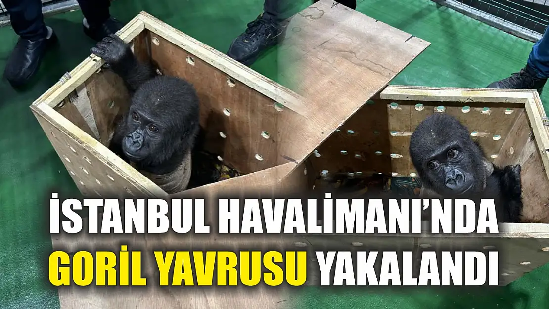 İstanbul Havalimanı'nda goril yavrusu yakalandı