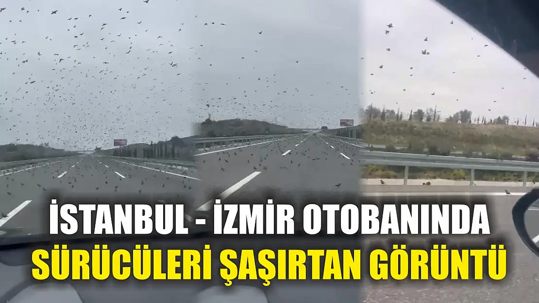 İstanbul - İzmir Otobanında sürücüleri şaşırtan görüntü