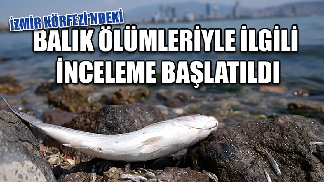 İzmir Körfezi'ndeki Balık Ölümleriyle İlgili İnceleme Başlatıldı