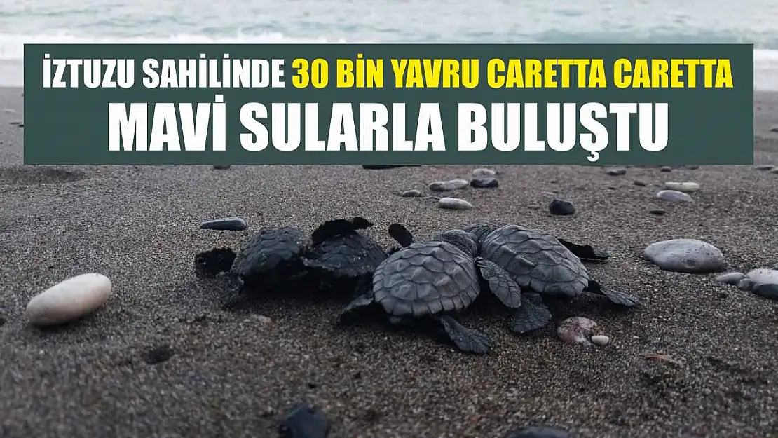 İztuzu sahilinde 30 bin yavru caretta caretta mavi sularla buluştu