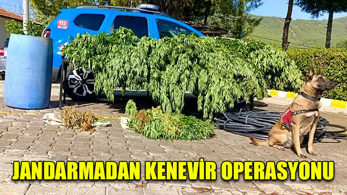 Jandarmadan kenevir operasyonu