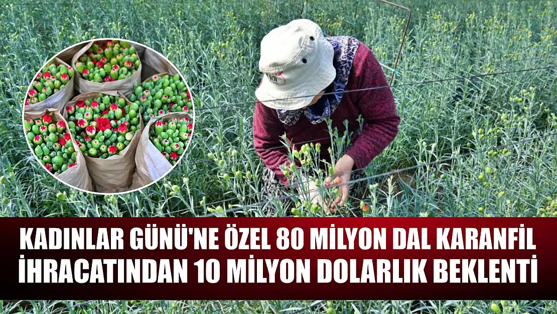 Kadınlar Günü'ne özel 80 milyon dal karanfil ihracatından 10 milyon dolarlık beklenti