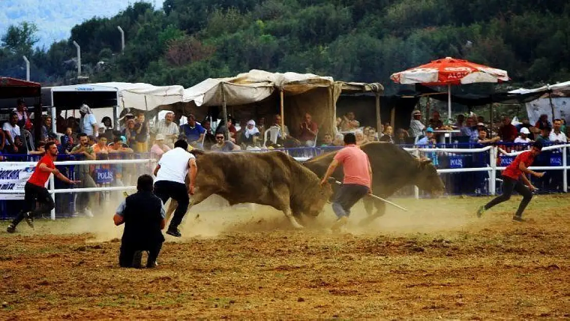 Kafaca arenasında kıran kırana güreş