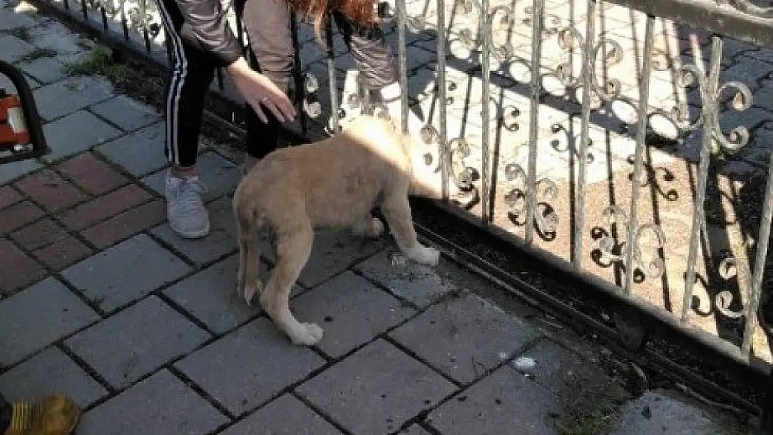 Kafası demir korkuluklara sıkışan yavru köpeği itfaiye kurtardı