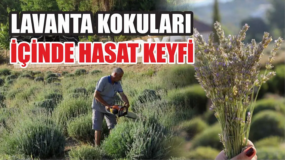 Kalpleri Fethedecek Morluk: Etrim'de Lavanta Hasadı