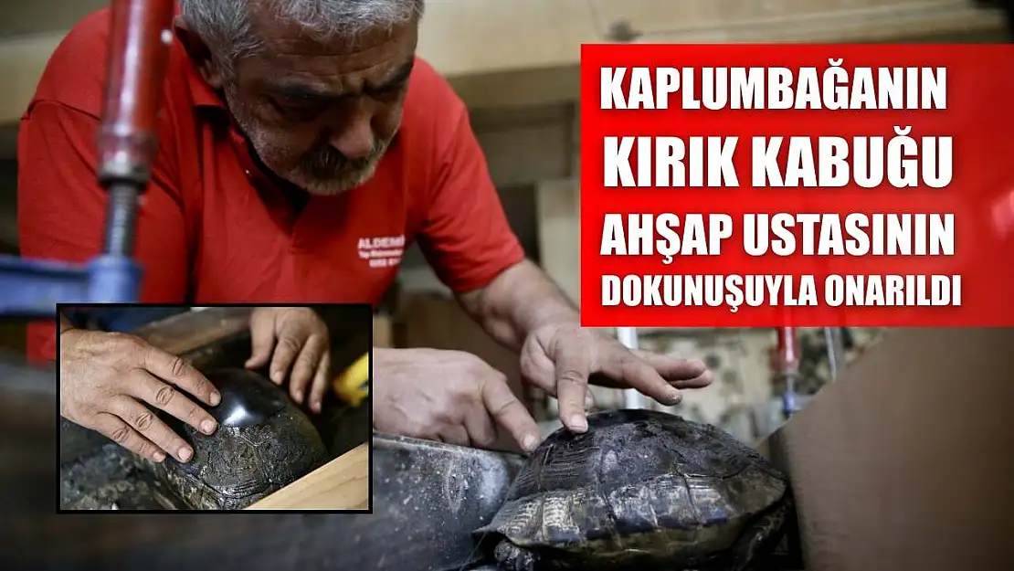 Kaplumbağanın kırık kabuğu ahşap ustasının dokunuşuyla onarıldı