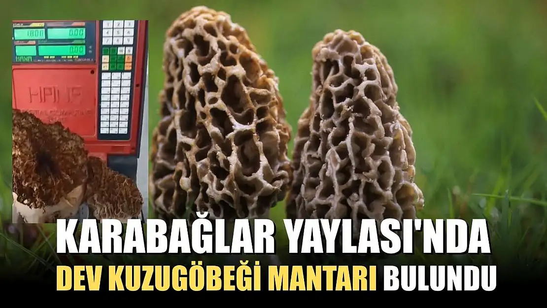 Karabağlar Yaylası'nda dev kuzugöbeği mantarı bulundu