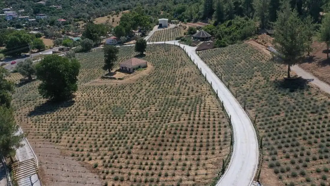 KARAOVA'DA LAVANTA HASADI BAŞLADI