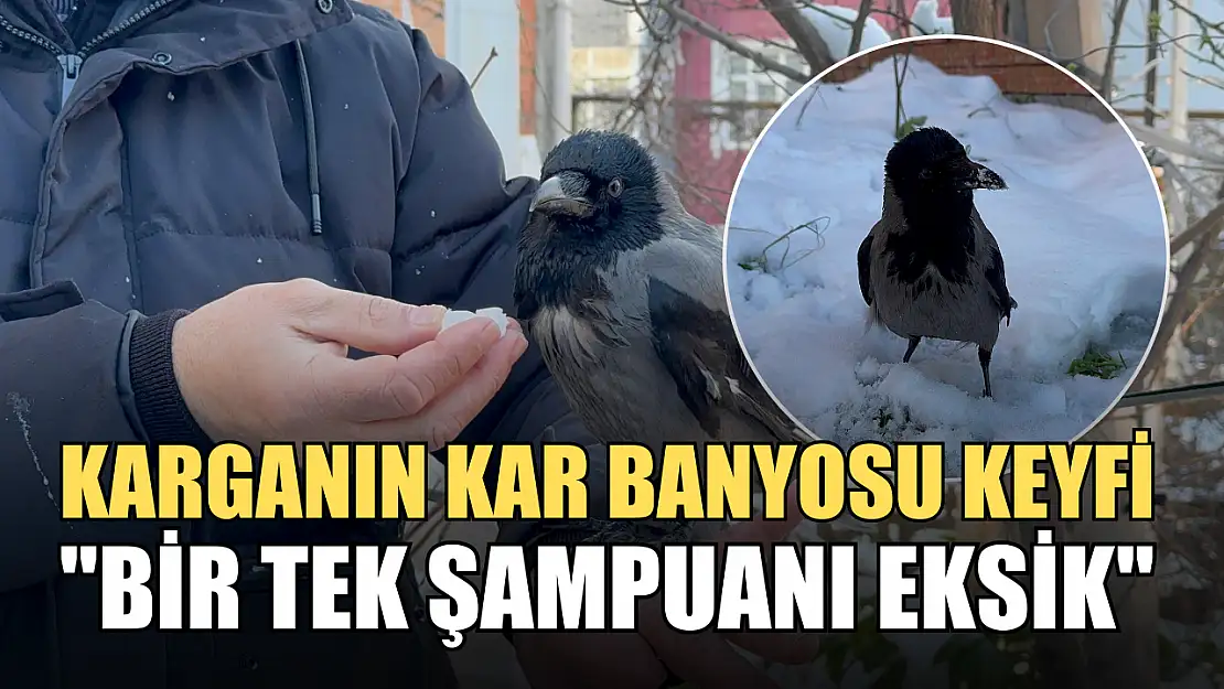 Karganın kar banyosu keyfi: 'Bir tek şampuanı eksik'