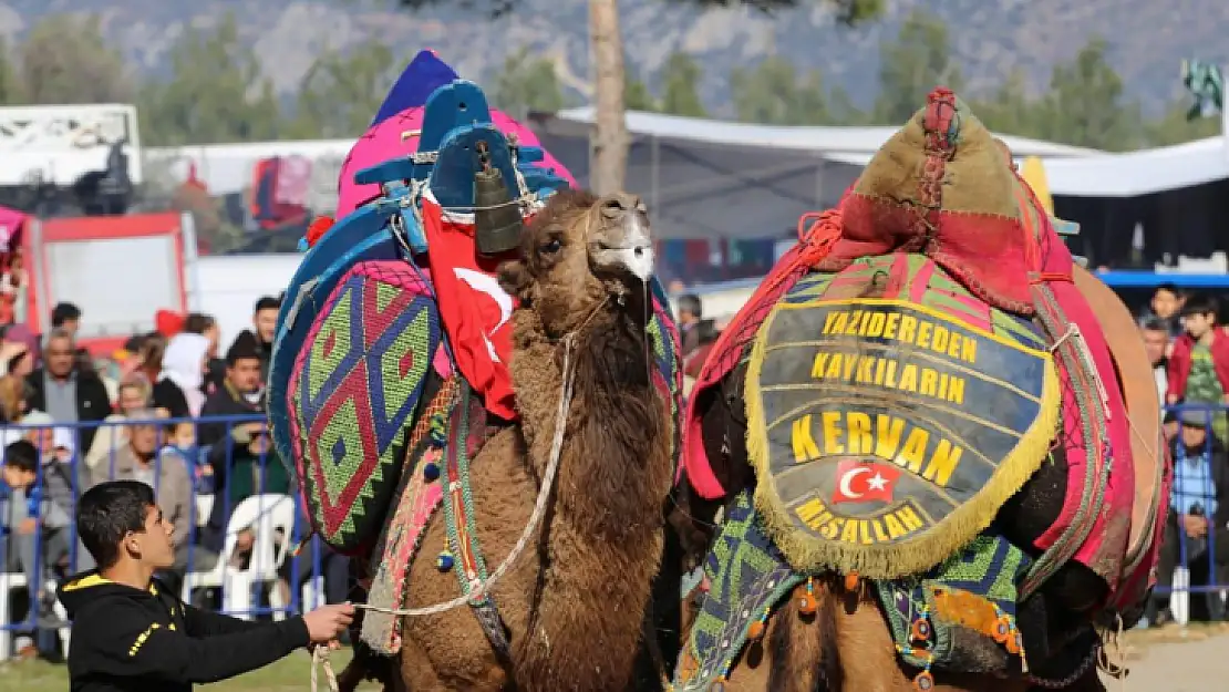 Kaş'ta Deve Güreşi Festivali