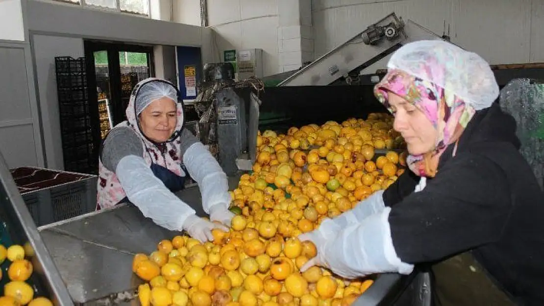 Katkısız Bodrum mandalina suyu dünyaya açılıyor