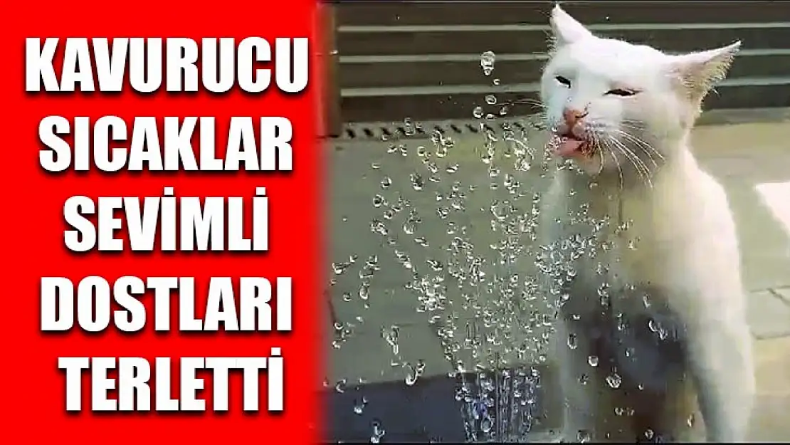 Kavurucu Sıcaklar Sevimli Dostları Terletti