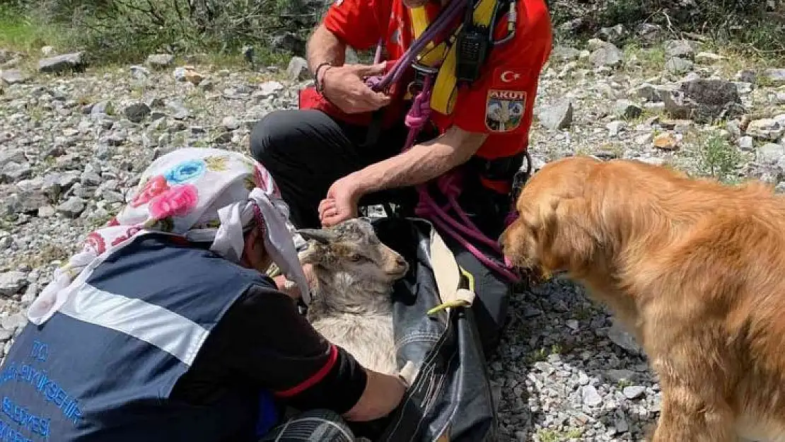 Kayalıklarda 4 gündür mahsurdu, AKUT kurtardı