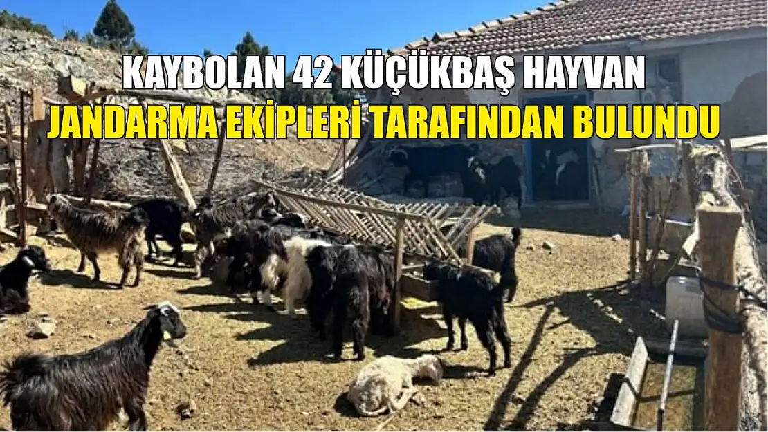 Kaybolan 42 küçükbaş hayvan jandarma ekipleri tarafından bulundu