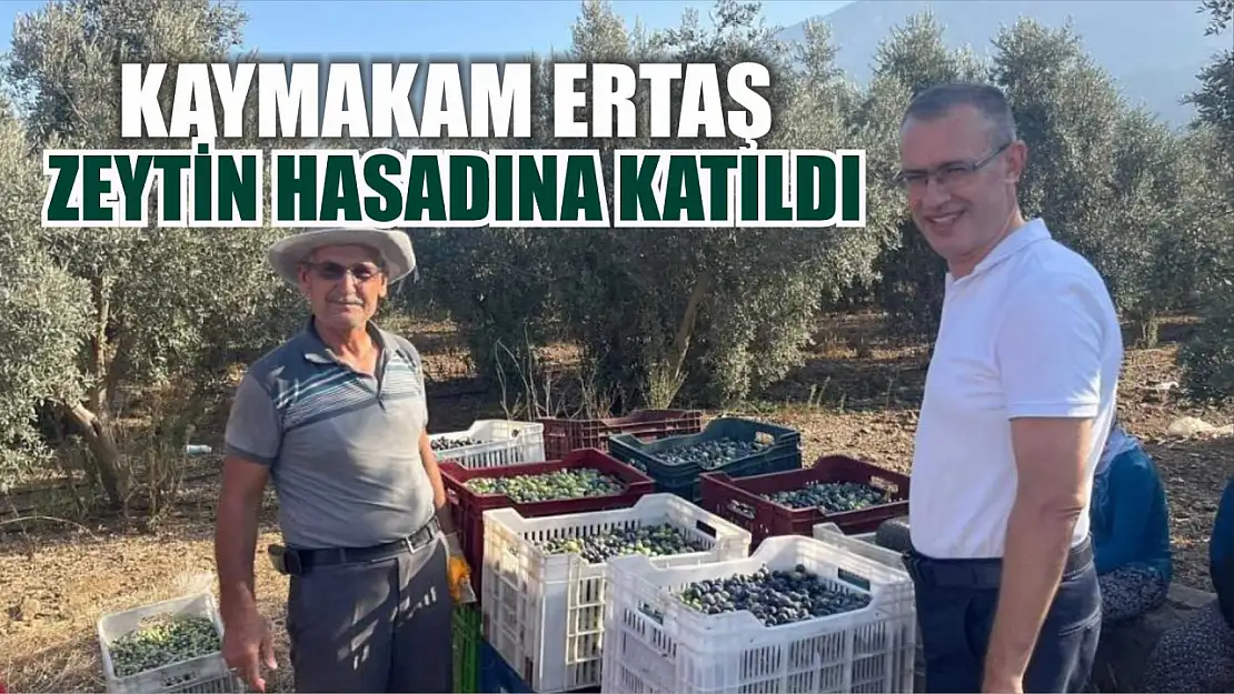 Kaymakam Ertaş, zeytin hasadına katıldı