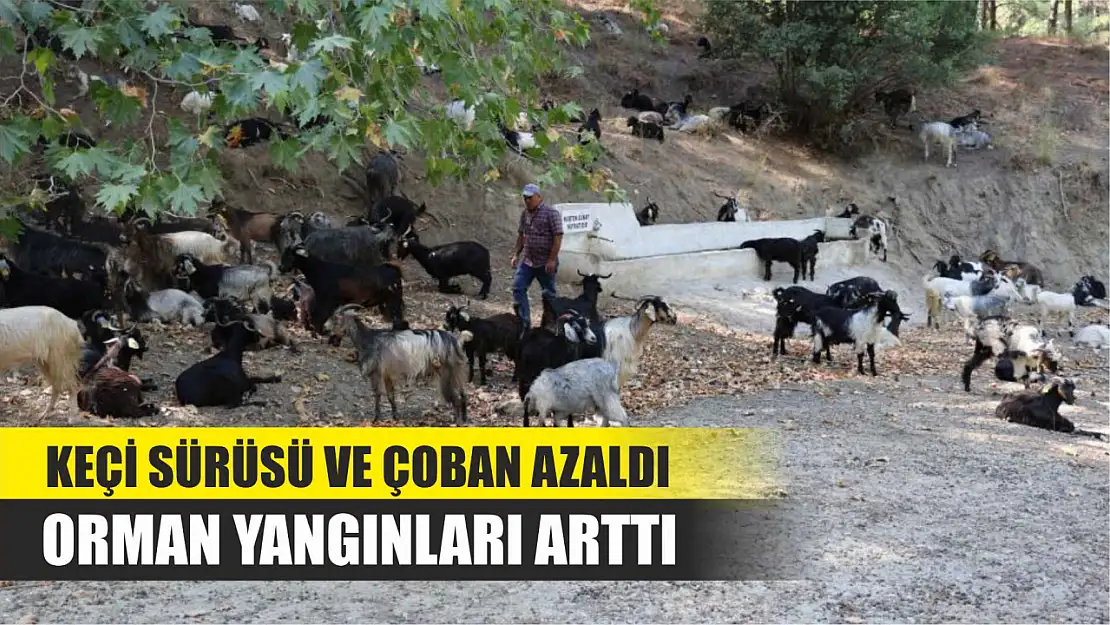 Keçi sürüsü ve çoban azaldı, orman yangınları arttı