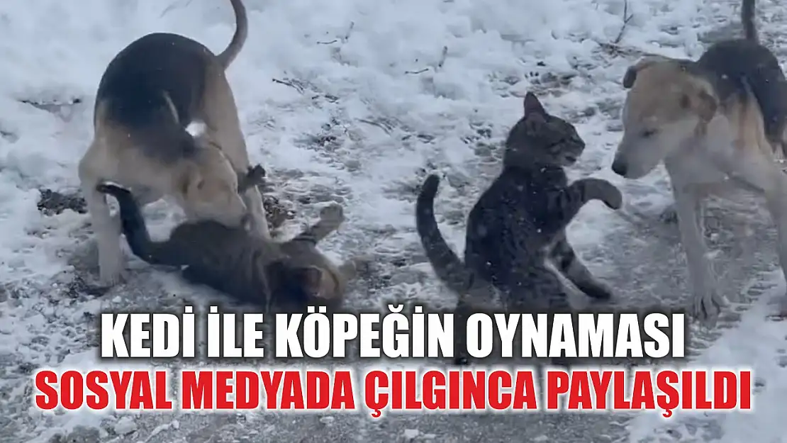 Kedi ile Köpeğin Oynaması Sosyal Medyada Çılgınca Paylaşıldı