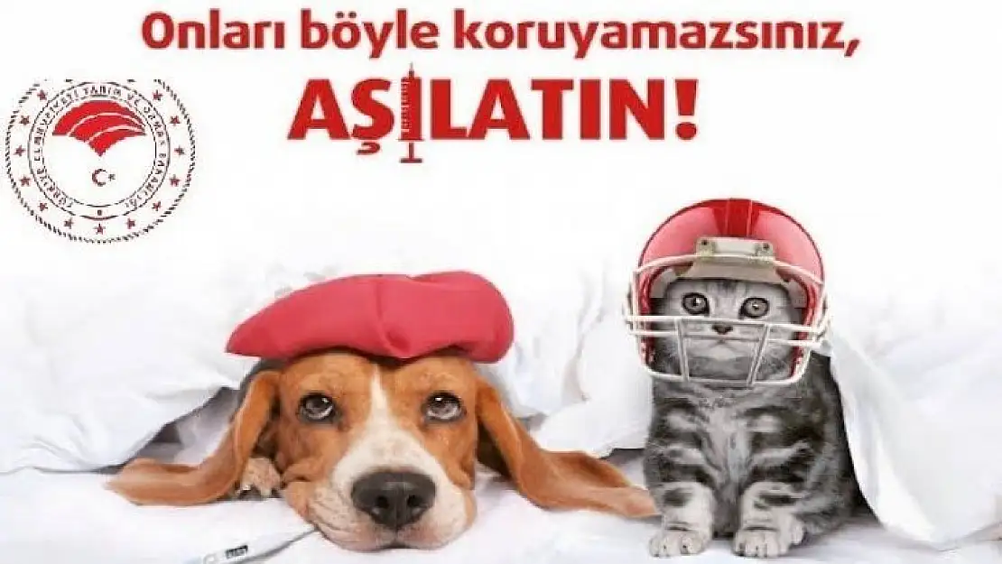 Kedi ve Köpeklere kuduz aşılaması yapılacak