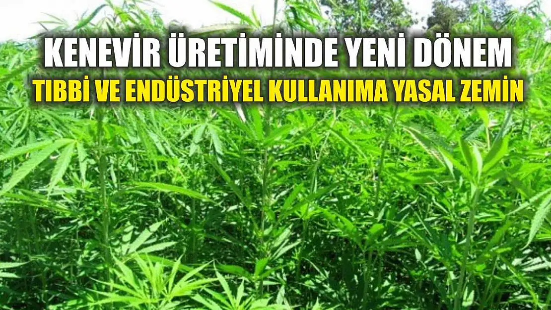 Kenevir Üretiminde Yeni Dönem: Tıbbi ve Endüstriyel Kullanıma Yasal Zemin