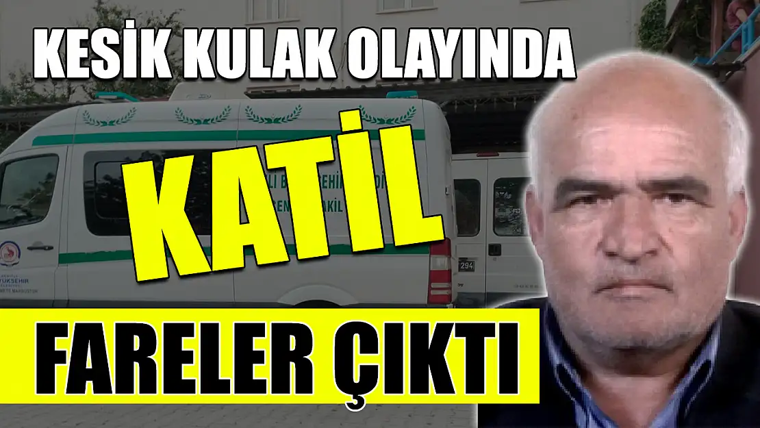 Kesik kulak olayında katil fareler çıktı