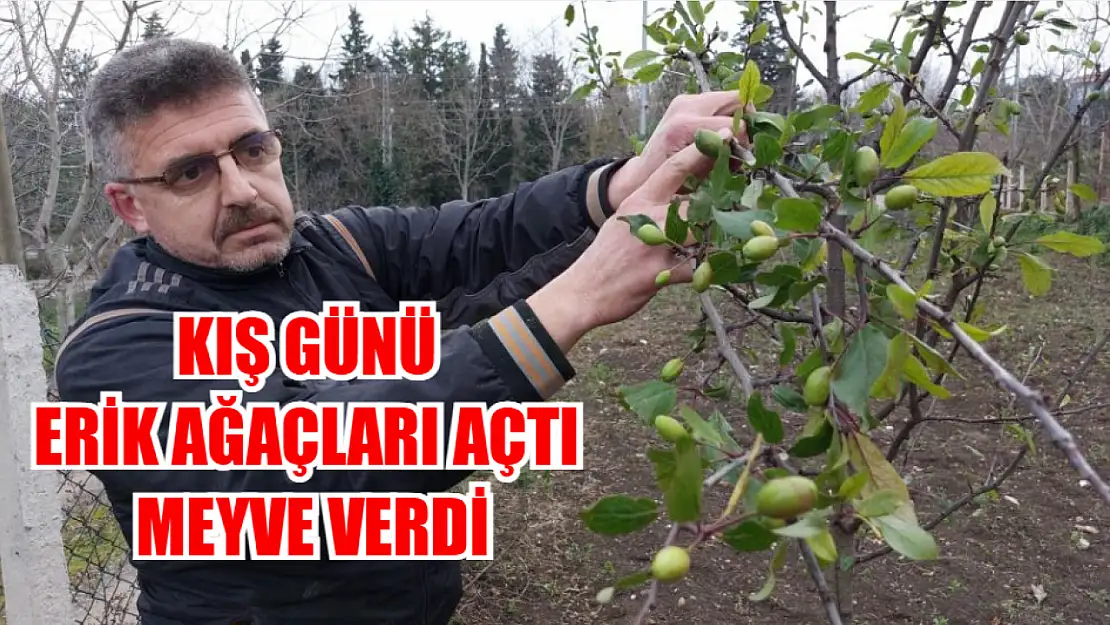 Kış günü erik ağaçları çiçek açıp meyve verdi