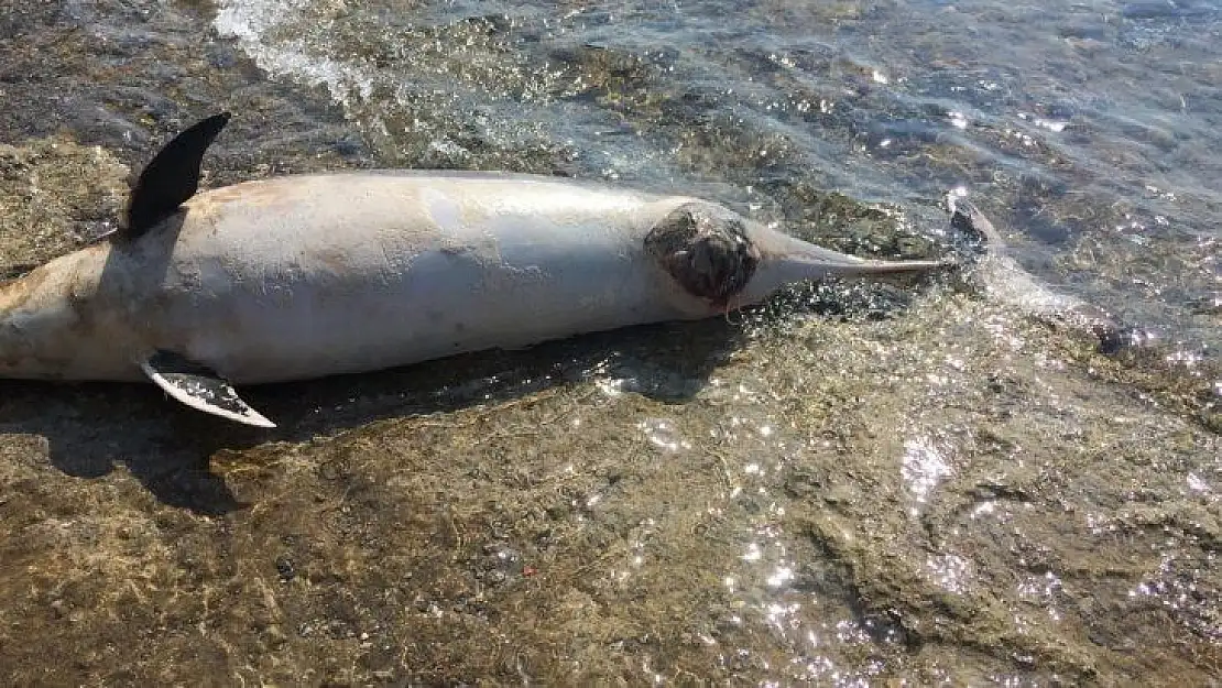 Kıyıya vuran ölü yunus turistleri şoke etti