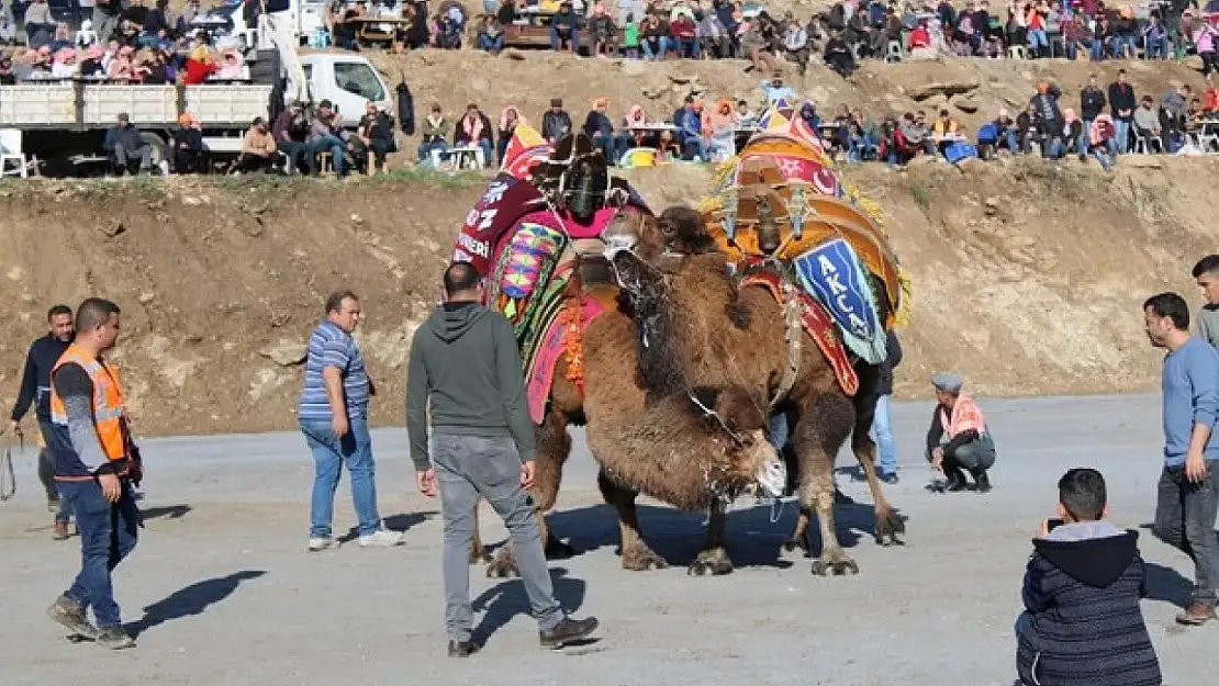 Koçarlı, Geleneksel Deve Güreşi Festivali'ne hazır