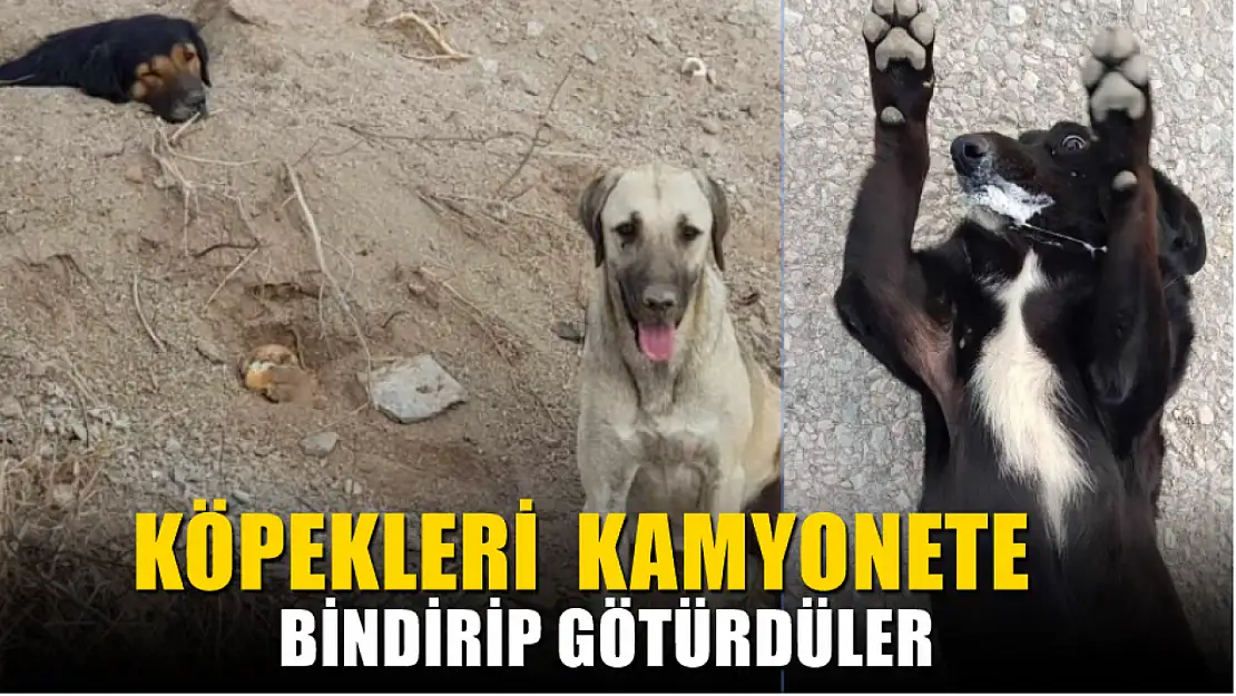 Köpekleri  kamyonete bindirip götürdüler