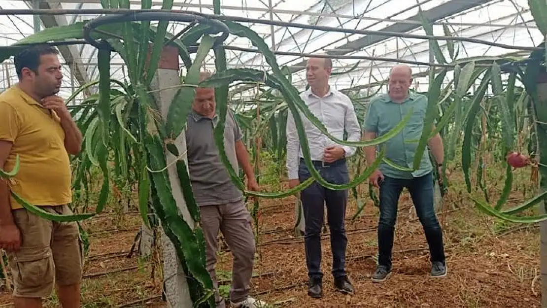 KÖYCEĞİZ'DE İLK DEFA ÜRETİLEN EJDER MEYVESİ HASAT TÖRENİ YAPILDI