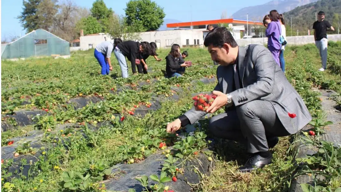 Köyceğiz'de öğrencilerden çilek hasadı