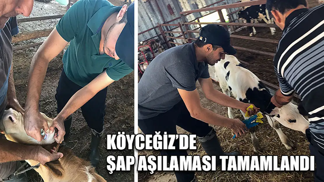 Köyceğiz'de şap aşılaması tamamlandı