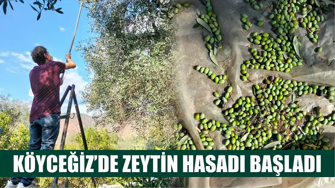 Köyceğiz'de zeytin hasadı başladı