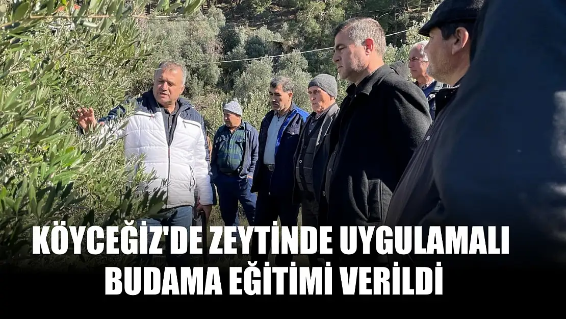 Köyceğiz'de zeytinde uygulamalı budama eğitimi verildi