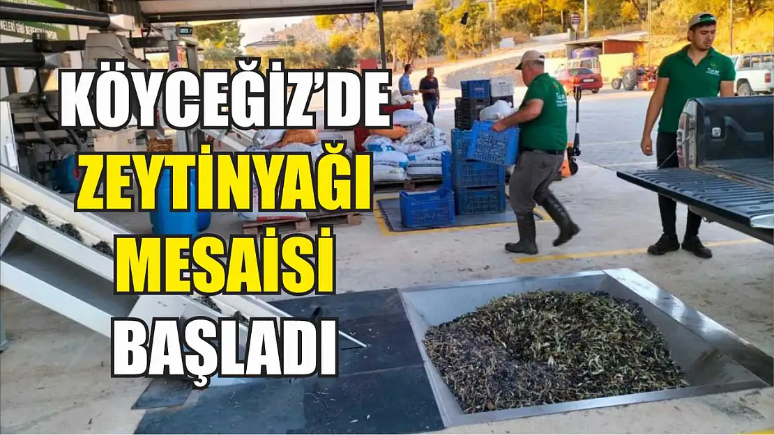 Köyceğiz'de zeytinyağı mesaisi başladı