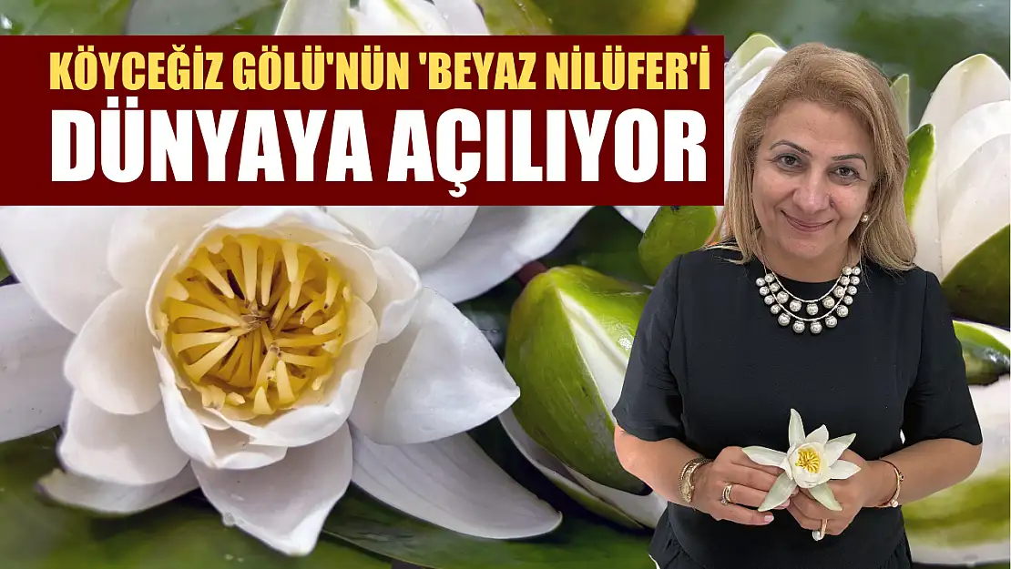 Köyceğiz Gölü'nün 'beyaz nilüfer'i dünyaya açılıyor