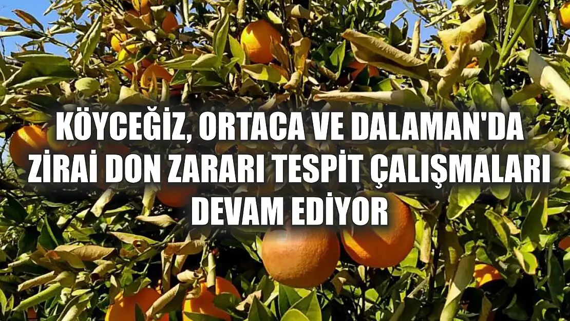 Köyceğiz, Ortaca ve Dalaman'da zirai don zararı tespit çalışmaları devam ediyor