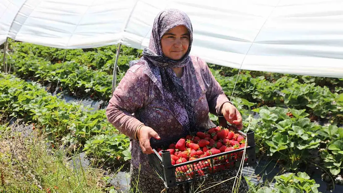 Yayladan zincir market raflarına