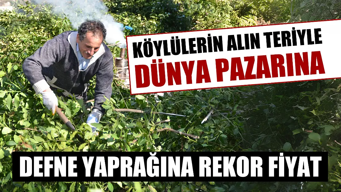 Köylülerin alın teriyle dünya pazarına Defne yaprağına rekor fiyat