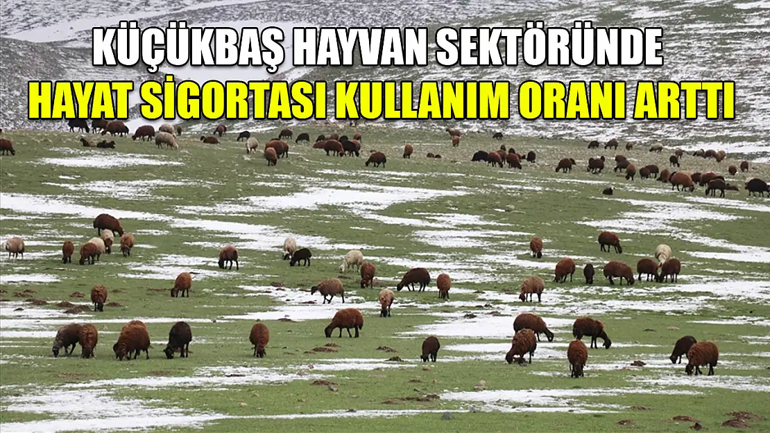 Küçükbaş hayvan sektöründe hayat sigortası kullanım oranı arttı