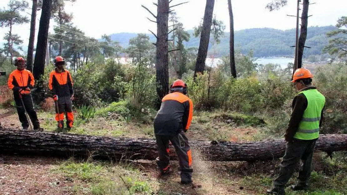 Kuraklığın vurduğu kızılçamlar kesiliyor