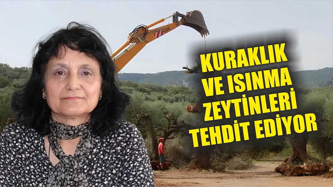 Kuraklık ve Isınma Zeytinleri Tehdit Ediyor: Prof. Dr. Tümen Uyardı!