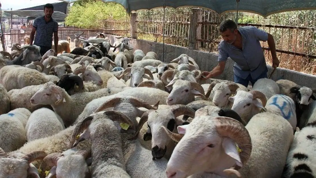 Kurban Hizmetleri Komisyonu kararları açıklandı