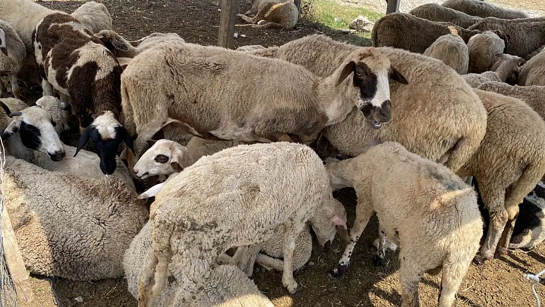 Kurban Kesim Ücretleri Belirlendi